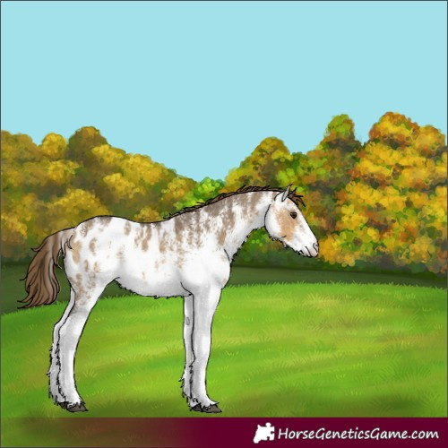 Horse Color:White Spotted Buckskin Dun Blanket 