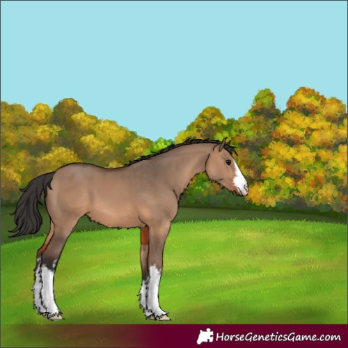 Horse Color:White Spotted Brown Dun 