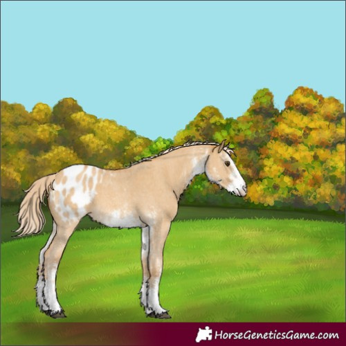 Horse Color:White Spotted Palomino Dun Appaloosa 