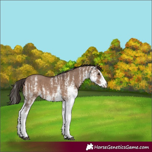 Horse Color:White Spotted Liver Red Dun 