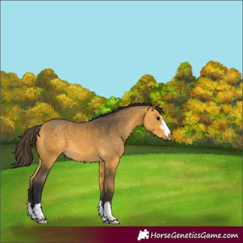 Horse Color:Buckskin 