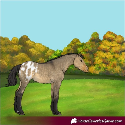 Horse Color:Buckskin Dun Appaloosa 