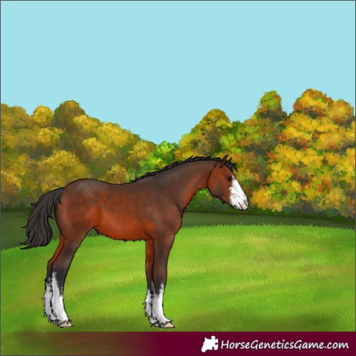 Horse Color:White Spotted Brown 