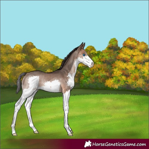 Horse Color:Brown Dun Splash Rabicano 