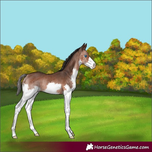 Horse Color:Bay Splash Rabicano 
