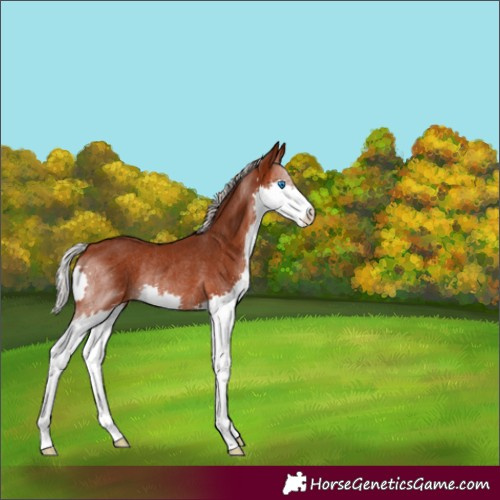 Horse Color:Silver Brown Splash Rabicano 