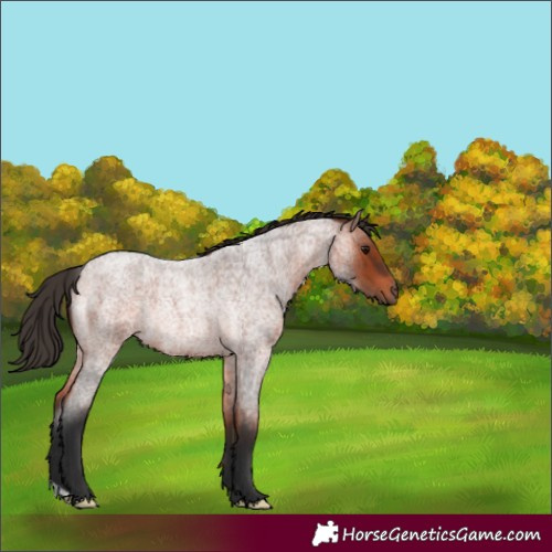 Horse Color:Bay Roan Rabicano 