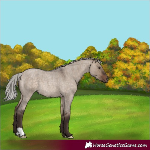 Horse Color:Silver Brown Roan Dun Rabicano 