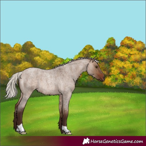 Horse Color:Silver Brown Roan Dun Rabicano 