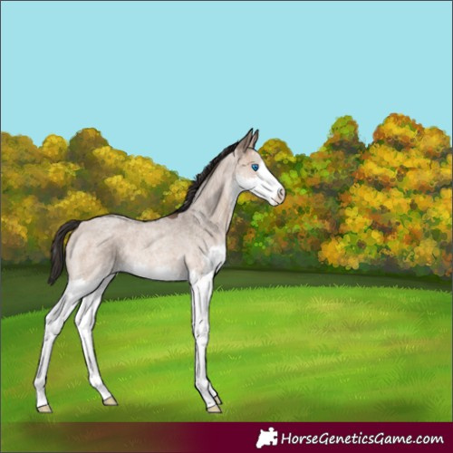 Horse Color:Bay Roan Dun Splash Rabicano 