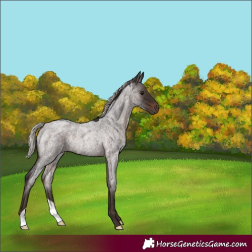 Horse Color:Silver Brown Roan Rabicano 