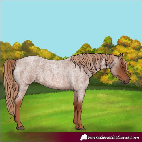 Horse Color:Red Roan 