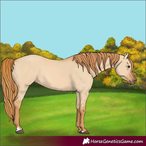 Horse Color:Red Dun 