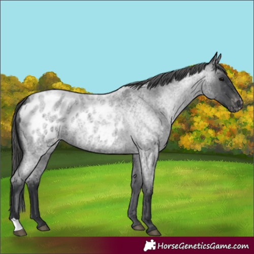 Horse Color:Blue Roan Appaloosa 