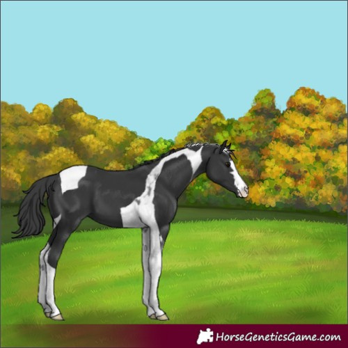 Horse Color:Black Tobiano Appaloosa 