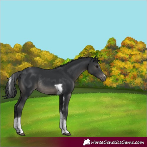 Horse Color:Black Tobiano Rabicano 