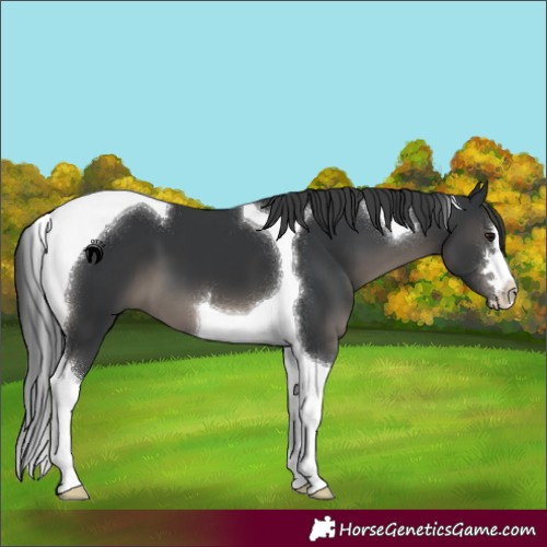 Horse Color:Black Tobiano 