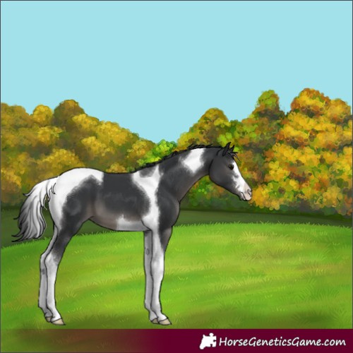 Horse Color:Black Tobiano