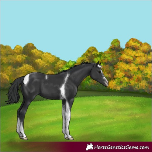 Horse Color:Black Tobiano 
