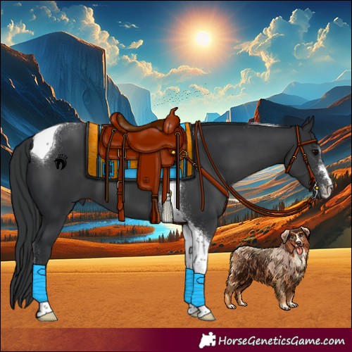 Horse Color:Black Tobiano 