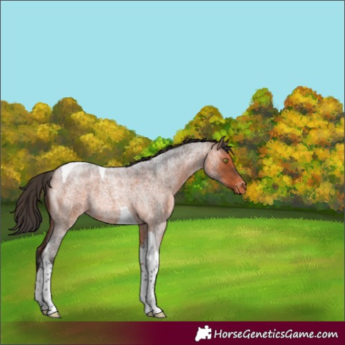 Horse Color:Bay Roan Tobiano Appaloosa Rabicano 