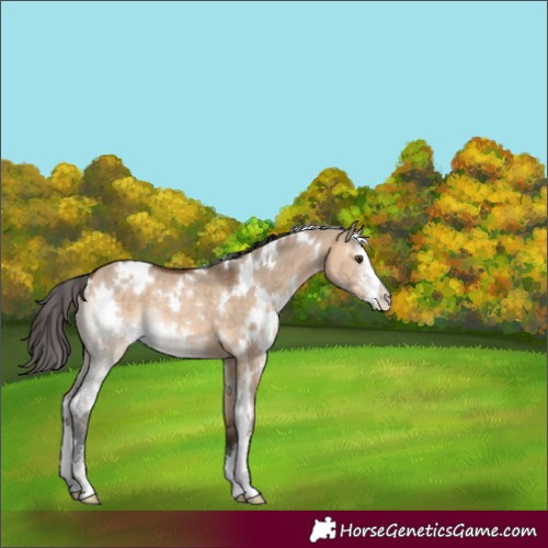 Horse Color:White Spotted Bay Dun Sabino Rabicano