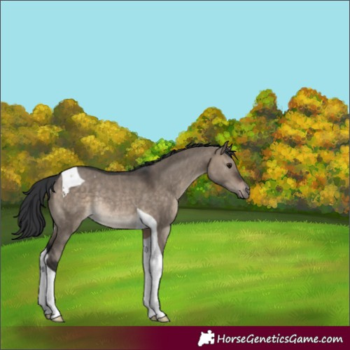 Horse Color:Brown Dun Tobiano Rabicano 