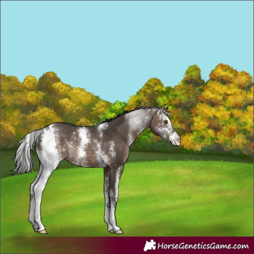 Horse Color:Brown Dun Sabino Appaloosa Rabicano
