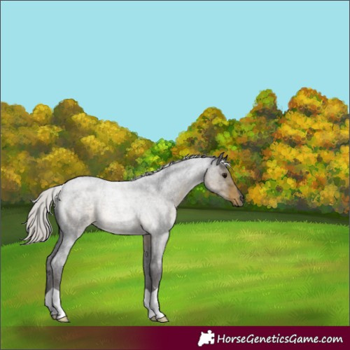 Horse Color:Silver Smoky Blue Roan 