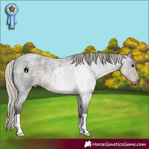 Horse Color:Silver Smoky Blue Roan 