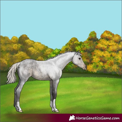 Horse Color:Silver Smoky Blue Roan