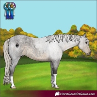 Horse Color:Silver Smoky Blue Roan 