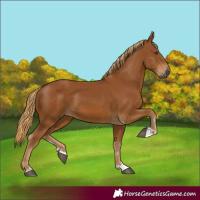 Horse Color:Gray Chestnut 