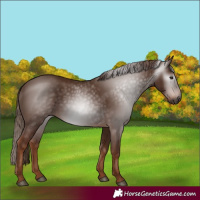 Horse Color:Gray Chestnut 