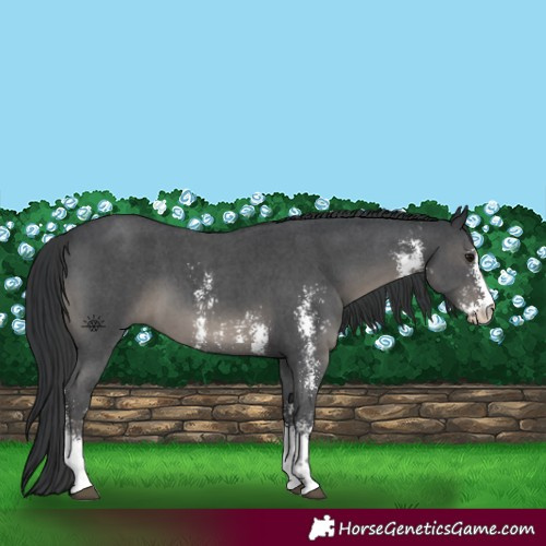 Horse Color:Black Sabino 