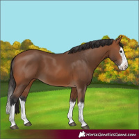 Horse Color:Bay Splash