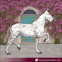 Horse Color:Gray Chestnut Tobiano Near Leopard 