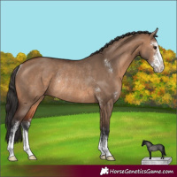 Horse Color:Brown Dun Sabino Rabicano 