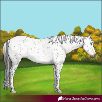 Horse Color:Gray Buckskin Dun Mushroom Sabino Splash Brindle 