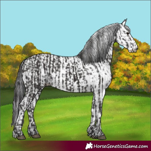 Horse Color:Smoky Black  and White Spotted Smoky Black 