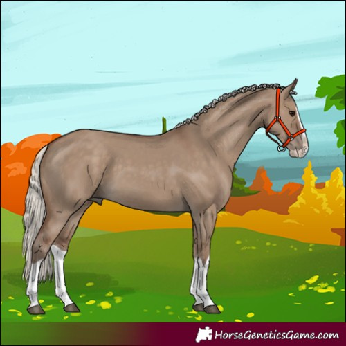 Horse Color:Silver Grullo Splash