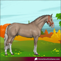 Horse Color:Silver Grullo Splash 