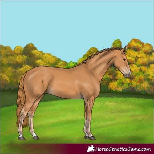 Horse Color:Chestnut 