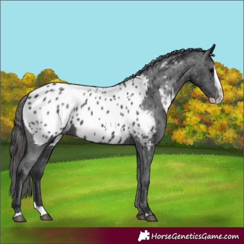 Horse Color:Black Splash Appaloosa 