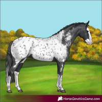 Horse Color:Black Splash Appaloosa