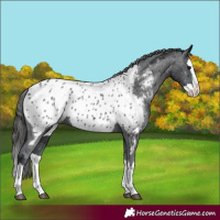 Horse Color:Black Splash Appaloosa