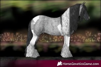 Horse Color:Blue Roan Tobiano