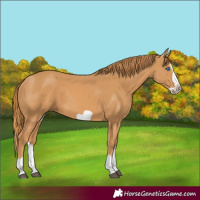 Horse Color:Chestnut Splash Frame 