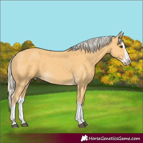 Horse Color:Palomino Splash