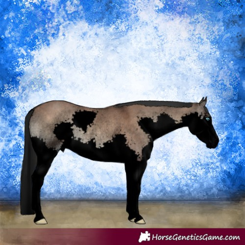 Horse Color:Void Liver Red Dun Onyx Splash Rabicano 